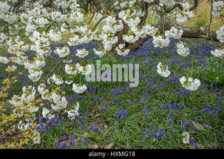 Grape Hyacinth {Muscari Armeniacum} im Garten unter Japanische Zierkirsche Blüte Baum (Prunus Shirotae) UK Stockfoto