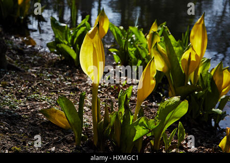 Eine gelbe Hintergrundbeleuchtung Skunk Ganzjahresproduktion, Lysichiton Americanus von hinten Stockfoto