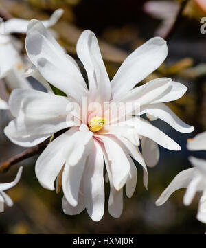 Weiß rosa Stern Magnolia Blossom outdoor Makro, Sonnenschein, symbolische, Freude, happy, Frühling, die Natur erwacht, Junge, Jugend, sonnig, optimistische Zukunft Stockfoto