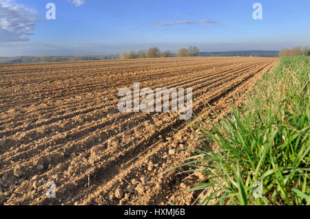 Zeilen in gepflügtes Feld unter blauem Himmel Stockfoto