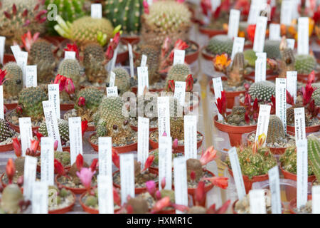 Sukkulenten-Sammlung in kleine Töpfe mit Tags in einer Gärtnerei Stockfoto