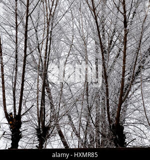 Schnee bedeckt kaltem Nebel Äste Baum Stockfoto