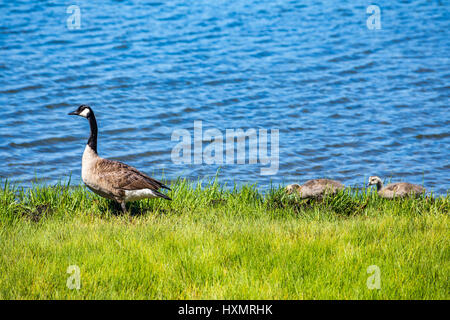 Kanada-Gans und ihre Gänsel Fuß entlang der Küste in Chatham auf Cape Cod, Massachusetts. Stockfoto