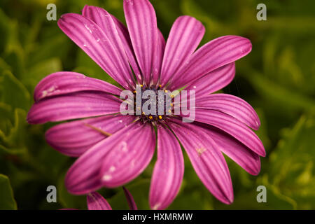 Blaue und weiße Gänseblümchen Busch - lila Blüten mit dunklen violetten und gelben Zentrum Akzente. Wunderschöne Natur hautnah. Stockfoto