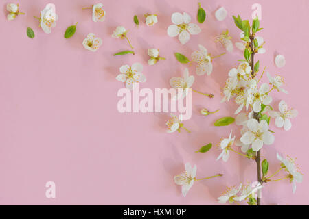 Kirschblüte auf rosa Papierhintergrund Stockfoto