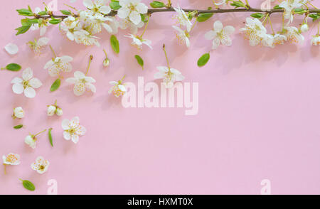 Kirschblüte auf rosa Papierhintergrund Stockfoto