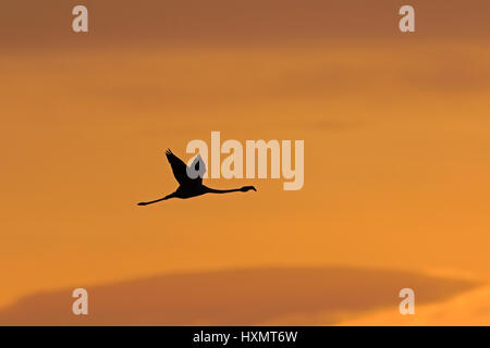 Flamingo fliegen gegen die untergehende Sonne in Camargue-Frankreich Stockfoto