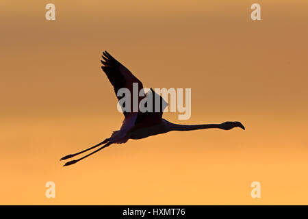 Flamingo fliegen gegen die untergehende Sonne in Camargue-Frankreich Stockfoto