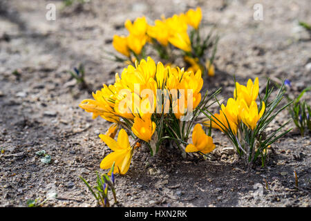 Gelbe Krokusse, aufgewachsen in kleinen Trauben und ist eines der ersten Anzeichen des Frühlings Stockfoto