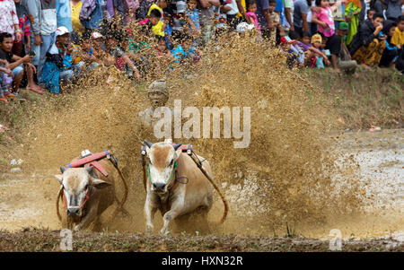 Tradition Schlamm Kuh Rennsport Pacu Jawi mit Zuschauer-Menge. Stockfoto