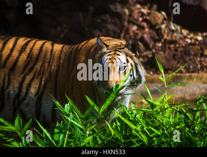 Indische Tiger in seinem Lebensraum Stockfoto