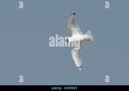 Pallas Möwe (Larus Ichthyaetus) - früher bekannt als große Balck-headed Gull, Erwachsene im Flug, während der Mauser in Zucht Gefieder. Nordisrael. Jan Stockfoto