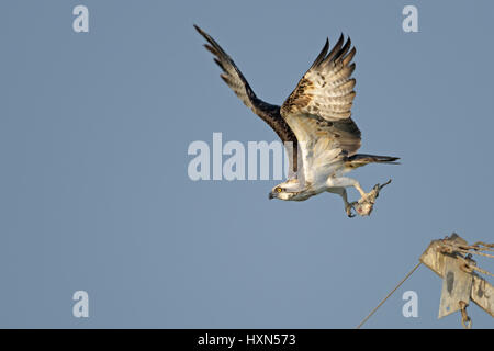 Fischadler (Pandion Haliaetus) Erwachsene im Flug mit Fisch Beute auf einer Fischfarm in Nordisrael. Januar 2015. Stockfoto