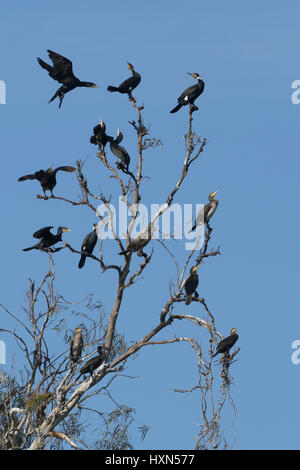 Kormorane (Phalacrocorax Carbo) sammeln am Schlafplatz-Standort in der Abenddämmerung an der israelischen Mittelmeerküste. Januar 2015. Stockfoto