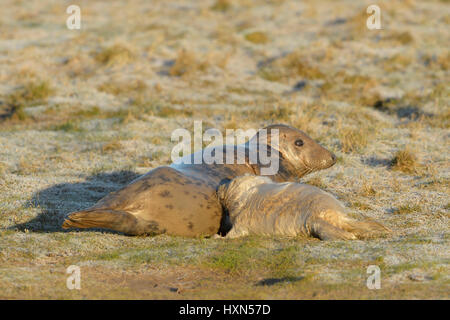 Atlantische Kegelrobben (Halichoerus Grypus) Erwachsenen weiblichen Säugling Pup. Donna Nook, Lincolnshire. VEREINIGTES KÖNIGREICH. Januar. Stockfoto