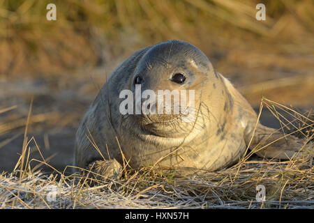 Atlantische Kegelrobben (Halichoerus Grypus) Welpen. Donna Nook, Lincolnshire. VEREINIGTES KÖNIGREICH. Januar. Stockfoto