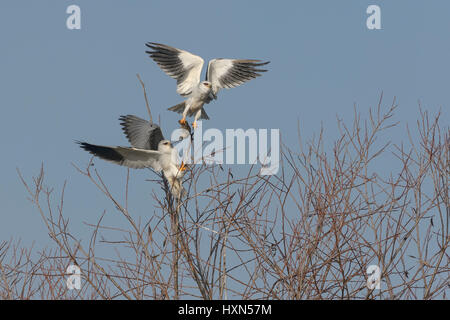 Gleitaar oder Gleitaar (Elanus Caeruleus) Erwachsenen paar in Essen Pass engagiert. Männchen (oben) weiblich Wühlmaus bereitzustellen. Hula-Tal, ist Stockfoto