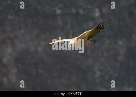 Eurasische Gänsegeier (abgeschottet Fulvus) Erwachsene im Flug. Gamla, Golanhöhen, Israel. Januar 2015. Stockfoto