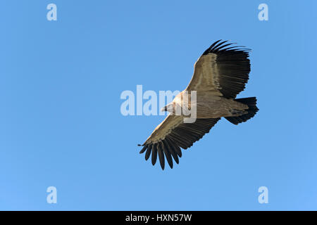 Eurasische Gänsegeier (abgeschottet Fulvus) Erwachsene im Flug. Gamla, Golanhöhen, Israel. Januar 2015. Stockfoto