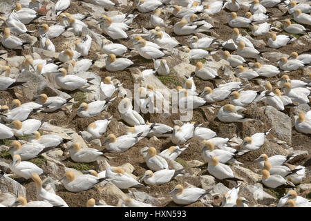 Verschachtelung Kolonie der Basstölpel (Morus Bassanus). Große Saltee Insel, Co. Wexford, Irland. April. Stockfoto