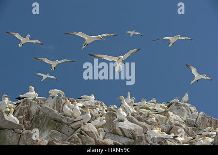 Herde der Basstölpel (Morus Bassanus) bei Verschachtelung Kolonie. Große Saltee Insel, Co. Wexford, Irland. April. Stockfoto