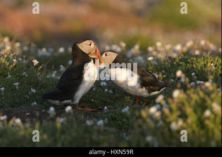 Papageitaucher (Fratercula Arctica) paar in "Abrechnung" Anzeige unter Meer Campion Blumen. Skomer Island, Pembrokeshire, Wales. April. Stockfoto