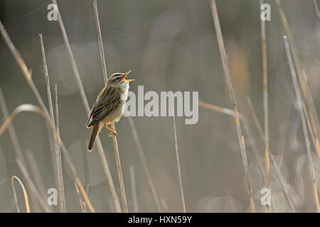 Schilfrohrsänger (Acrocephalus Schoenobaenus) in Schilfbeetes singen. Norfolk, England. Mai. Stockfoto