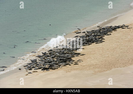 Atlantische Kegelrobben (Halichoerus Grypus) holte am Strand auf der Insel von Mingulay, Western Isles, Schottland. Juni. Stockfoto