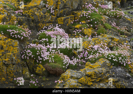 Sparsamkeit oder Meer Rosa (Armeria Maritima) in Blume unter gelb Flechten Treshnish Inseln, am Meer, auf der Isle of Lunga, Schottland. Juni. Stockfoto