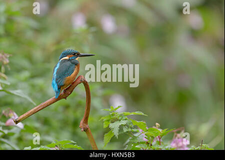 Gemeinsamen Eisvogel (Alcedo Atthis) Erwachsenfrau thront am Flussufer. Worcestershire, England. September. Stockfoto