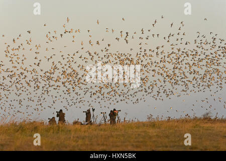 Ornithologen beobachten eine Herde von Knutt (Calidris Canutus) verlassen Flut Schlafplatz an Snettisham RSPB reserve, Norfolk, England. November. Stockfoto