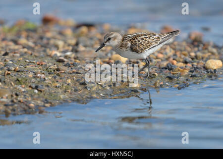 Mausern Sie kleinen Stint (Calidris Minuta) Erwachsenen Eintritt in Herbst. Norfolk, England. August. Stockfoto