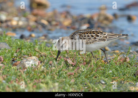 Mausern Sie kleinen Stint (Calidris Minuta) Erwachsenen Eintritt in Herbst. Norfolk, England. August. Stockfoto