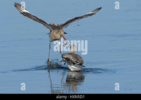 Uferschnepfen (Limosa Limosa) kämpfen. Norfolk, England. September. Stockfoto