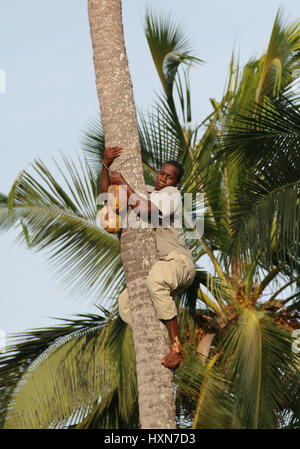 Sansibar, Tansania - 18. Februar 2008: Einem unbekannten jungen afrikanischen Mann, ungefähres Alter 25-30 Jahre später von Palmen mit Kokosnuss in Händen. Stockfoto