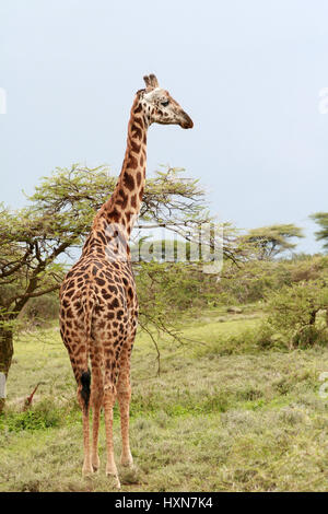 Eine Giraffe Beweidung in den afrikanischen Busch, Serengeti Reserve, Tansania. Stockfoto