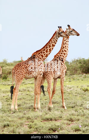 Zwei Erwachsene wild Giraffe stehend nebeneinander auf dem Hintergrund des afrikanischen Busch, Serengeti National Park, Tamzania. Stockfoto