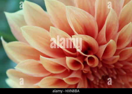 Gelb-Orange Dahlia Blume Makro Stockfoto