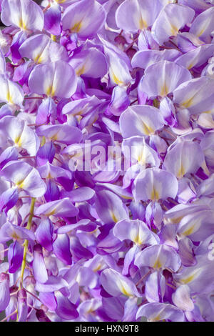 Nahaufnahme von Violet Wisteria Blumen Stockfoto