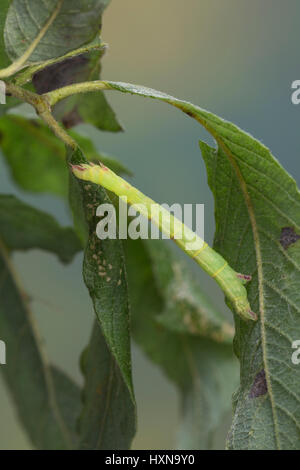 Braunstirn-Weißspanner, Raupe Frisst eine Salweide, Cabrera Exanthemata, gemeinsame Welle, Raupe, la Cabère Pustulée, Schraubenschlüssel, Geometridae, Greifer, Schleife Stockfoto