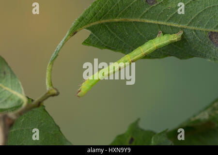 Braunstirn-Weißspanner, Raupe Frisst eine Salweide, Cabrera Exanthemata, gemeinsame Welle, Raupe, la Cabère Pustulée, Schraubenschlüssel, Geometridae, Greifer, Schleife Stockfoto