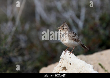 Erklommene Lerche (Galerida Cristata) singen auf einem Felsen, Kap Drepano, Zypern. Stockfoto