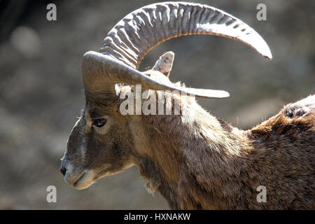 Mufflon (Ovis Musimon) Ram, Teil des Projekts Erhaltungszucht, Stavros, Zypern. Stockfoto