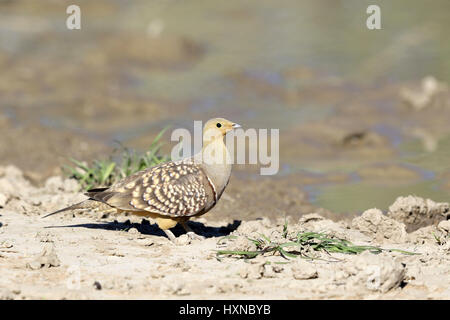 Namaqua Sandgrouse männlich Stockfoto