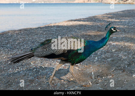 Tilos Insel, Dodekanes, Griechenland Stockfoto