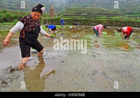 GUIZHOU, CHINA - APRIL 18: Frühling säen, 18. April 2010. Chinesische Bauer, Pflanzen Reis Sämlinge in den Boden unter der Oberfläche der w Stockfoto
