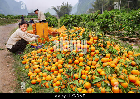 YANGSHUO, GUANGXI, CHINA - März 29: Die Ernte von Orangen in Süd-West-China, 29. März 2010. Chinesische Frau sortiert die Orangen, die eine Reihe von t Stockfoto