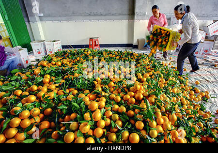 YANGSHUO, GUANGXI, CHINA - 31.März: Verarbeitung von Chinesen Orangen Ernte, 31. März 2010 Frühling. Chinesische Frauen entladen Orangen aus einer Kunststoff-Box ich Stockfoto