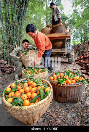 Yangshuo, Guangxi, China - 29. März 2010: Citrus-Ernte im südwestlichen China. Zwei Männer aus der LKW-Weidenkorb mit Orangen entladen. Stockfoto