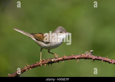 Dorn-Grasmücke, Whitethroat, Sylvia CommunisMaennchen trägt Nistmaterial,, Dorngrasmuecke, Sylvia CommunisMaennchen Traegt Nistmaterial, Stockfoto